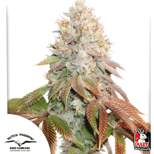 Banana Blaze Auto X3+1 – Dutch Passion