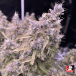 Critical Orange Punch Auto X3+1 – Dutch Passion