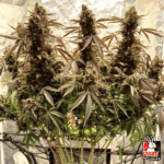 Power Plant Auto X3+1 – Dutch Passion