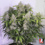Skywalker Haze Auto X3+1 – Dutch Passion