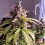 Oh My Gusher Auto X3+1 – Dutch Passion