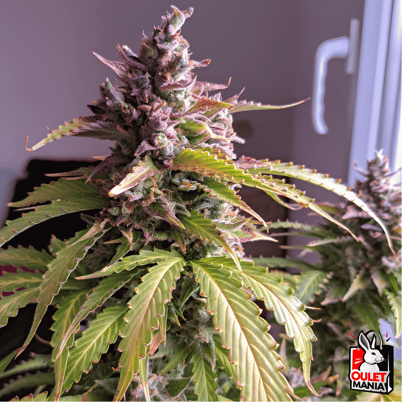 Oh My Gusher Auto X3+1 – Dutch Passion