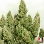 Auto Mazar X3-Dutch Passion