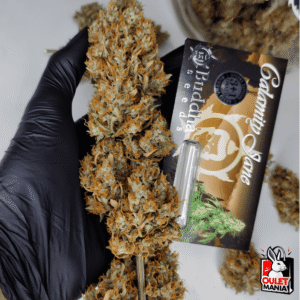 Calamity Jane Auto X3+1 - Buddha Seeds