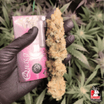 Quasar Fem X3+1 - Buddha Seeds