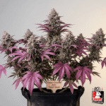 Cream Caramel Auto X3+1 - Sweet Seeds