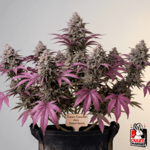 Cream Caramel Auto X3+1 - Sweet Seeds