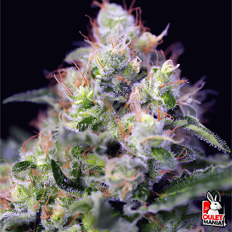 Cream Caramel Fem X3+1 - Sweet Seeds