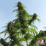 White Widow Fem X3+1 - Dutch Passion