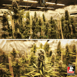 Strawberry Cough Fem X3+1 - Dutch Passion