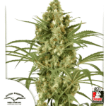 Snow Bud Fem X3+1 - Dutch Passion