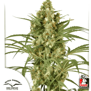 Snow Bud Fem X3+1 - Dutch Passion