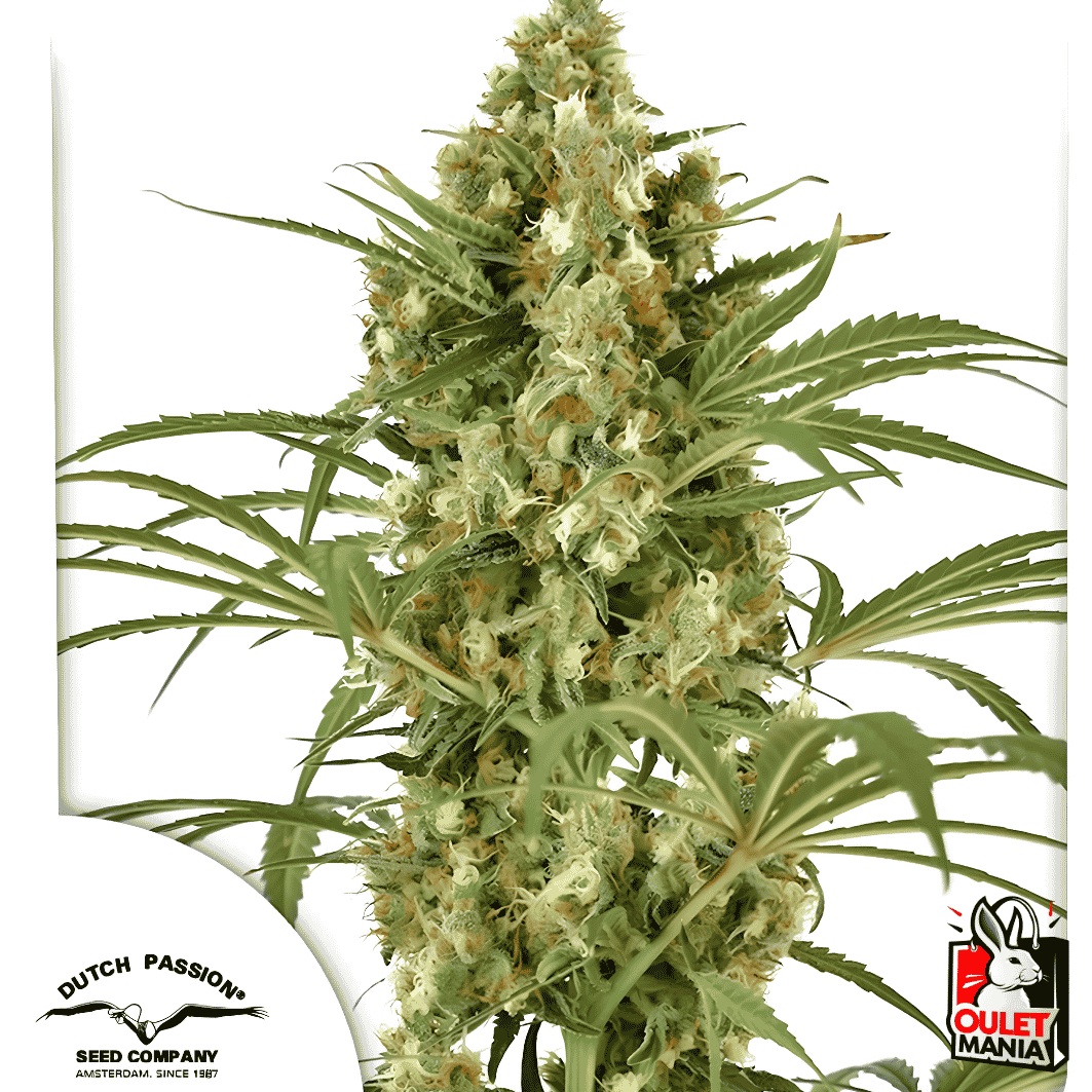 Snow Bud Fem X3+1 - Dutch Passion