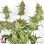 Skywalker Haze Fem X3+1 - Dutch Passion