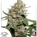 Skunk #11 Fem X3+1 - Dutch Passion