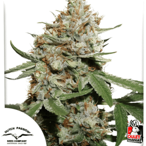 Skunk #11 Fem X3+1 - Dutch Passion