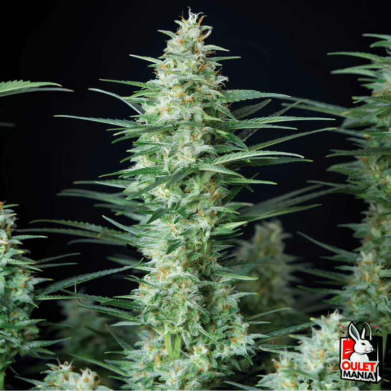 Red Dwarf Auto X3+1 - Buddha Seeds