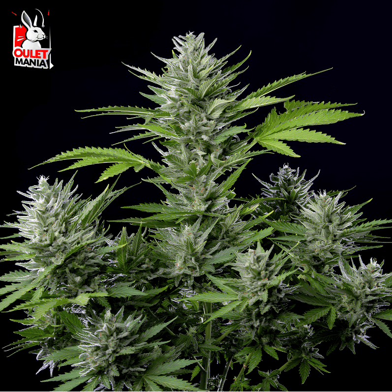 Tangie Auto X3+1 - Buddha Seeds
