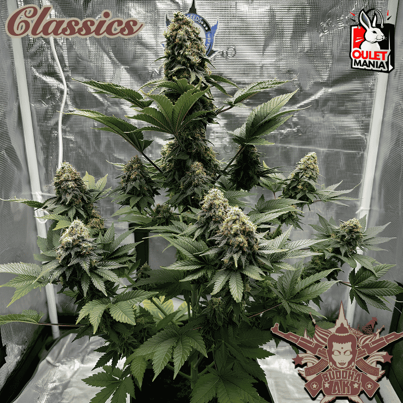 AK Classics Auto X3+1 - Buddha Seeds