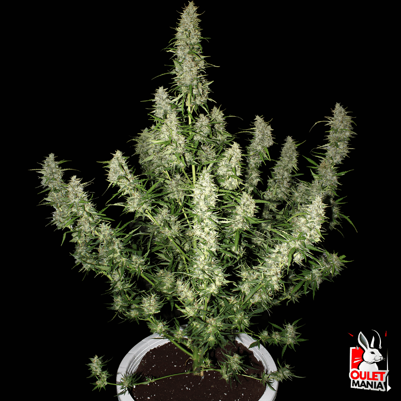 Magnum Auto X3+1 - Buddha Seeds