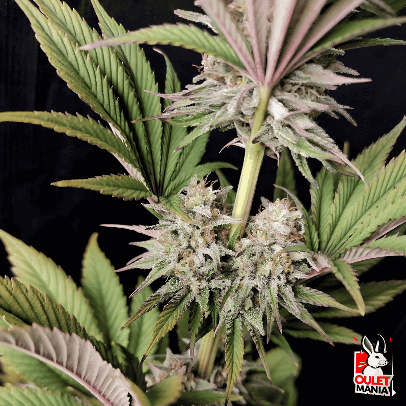 Morpheus Fem X3+1 - Buddha Seeds